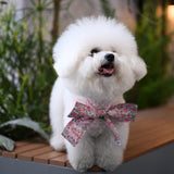 将图片加载到图库查看器，Exquisite Pet Butterfly Collar